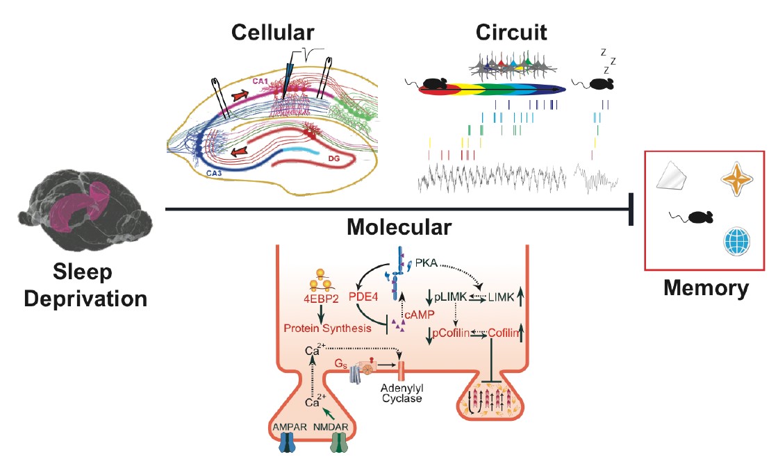 Research mol1